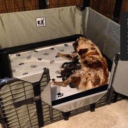 EZ Whelping Box- Used
