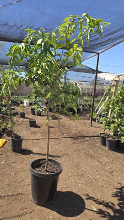 Limon Verde Sin Semilla 