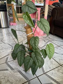 Monstera Silpatecana El Salvador