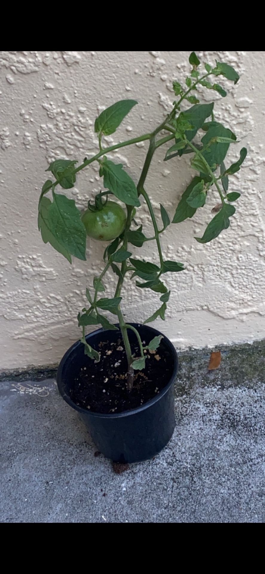 Organic Tomato Plant