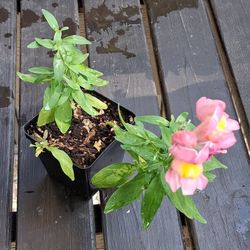 Snapdragon Plant - Free