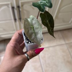 Live Plant 🌱 Alocasia Pink Polly “Ghost” Mint 