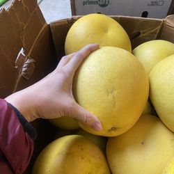 Organic Pamelo- grapefruits
