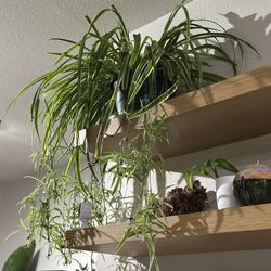 Spider Plant