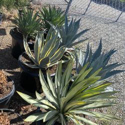 Agave