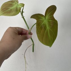 Philodendron Camposportaonum Plant CUTTING - Rooted