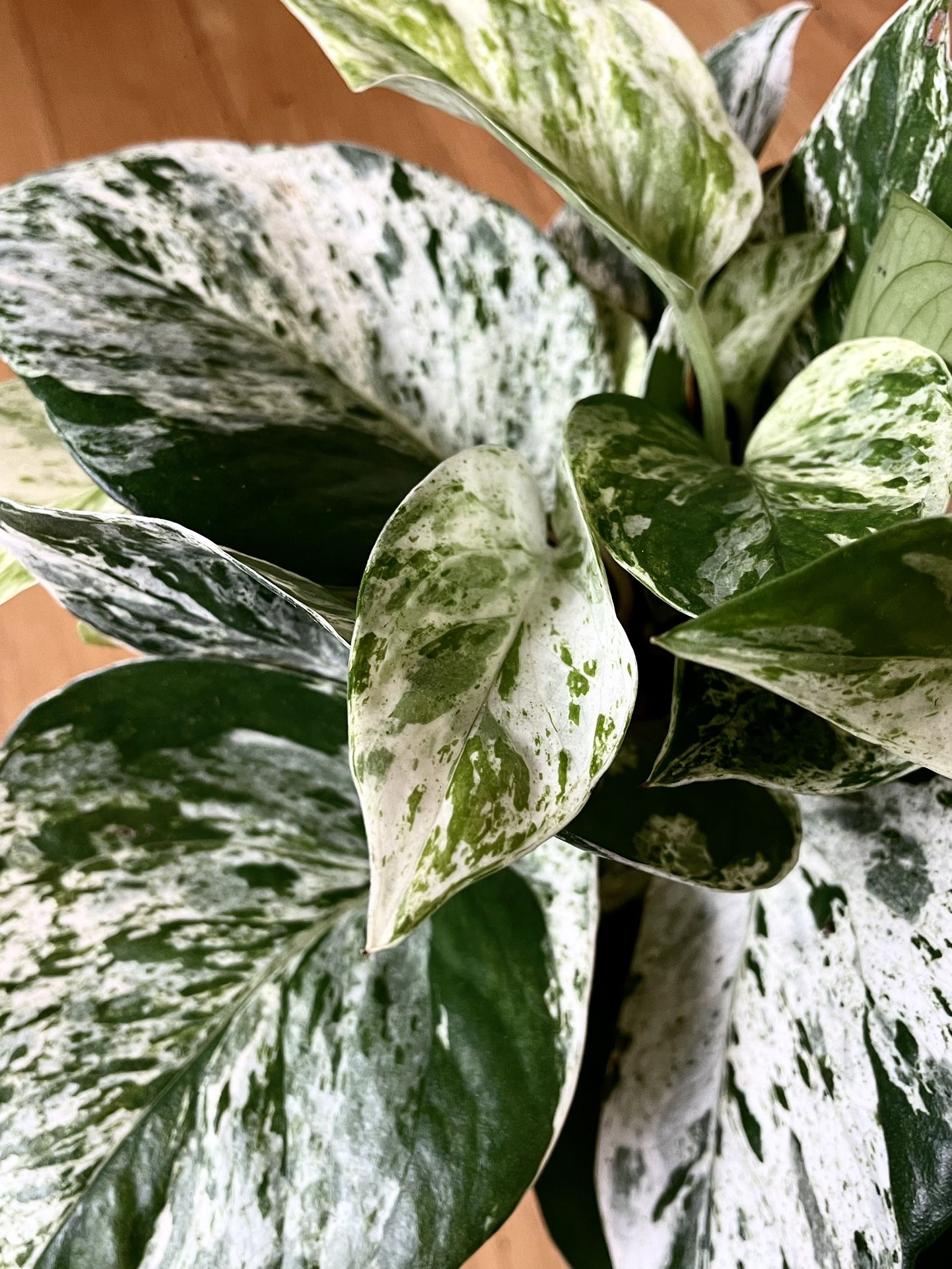 Marble Queen Pothos / LowLight Friendly/ Free Delivery Available for