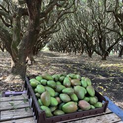 Green Mangos