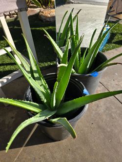 Aloe Vera Sabila Natural Plant