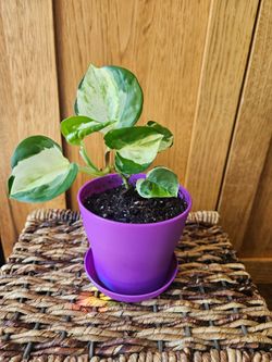 Potho "Pearls and Jade" (Purple pot-C)