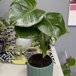 Monstera Deliciosa Plants, 6 Inches Pot With Ceramic Planter