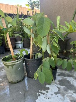 Plantas Chicas De Chirimoya