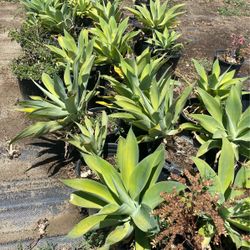 Fox tail agave