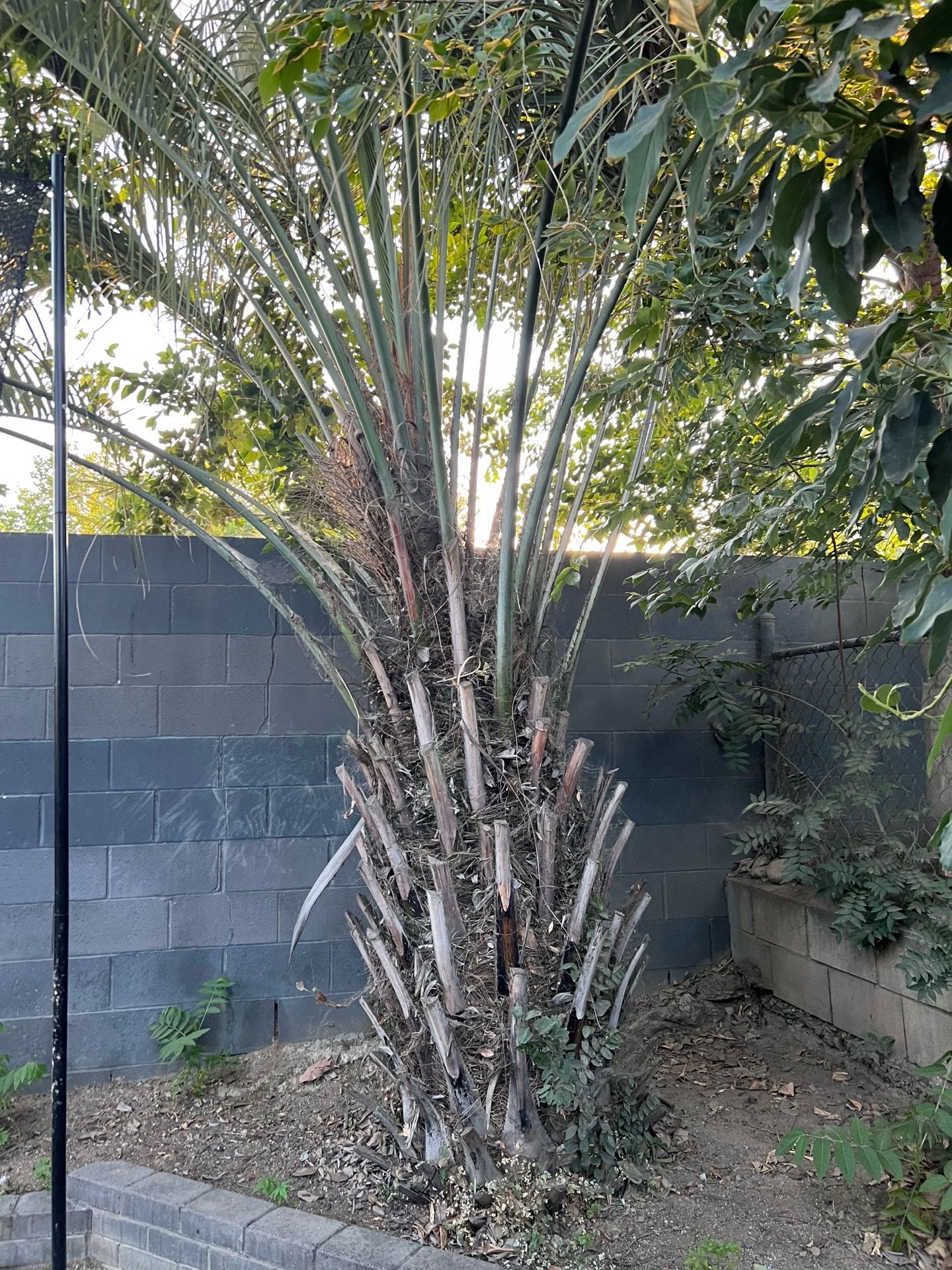 Mature 15-Year-Old Palm Tree