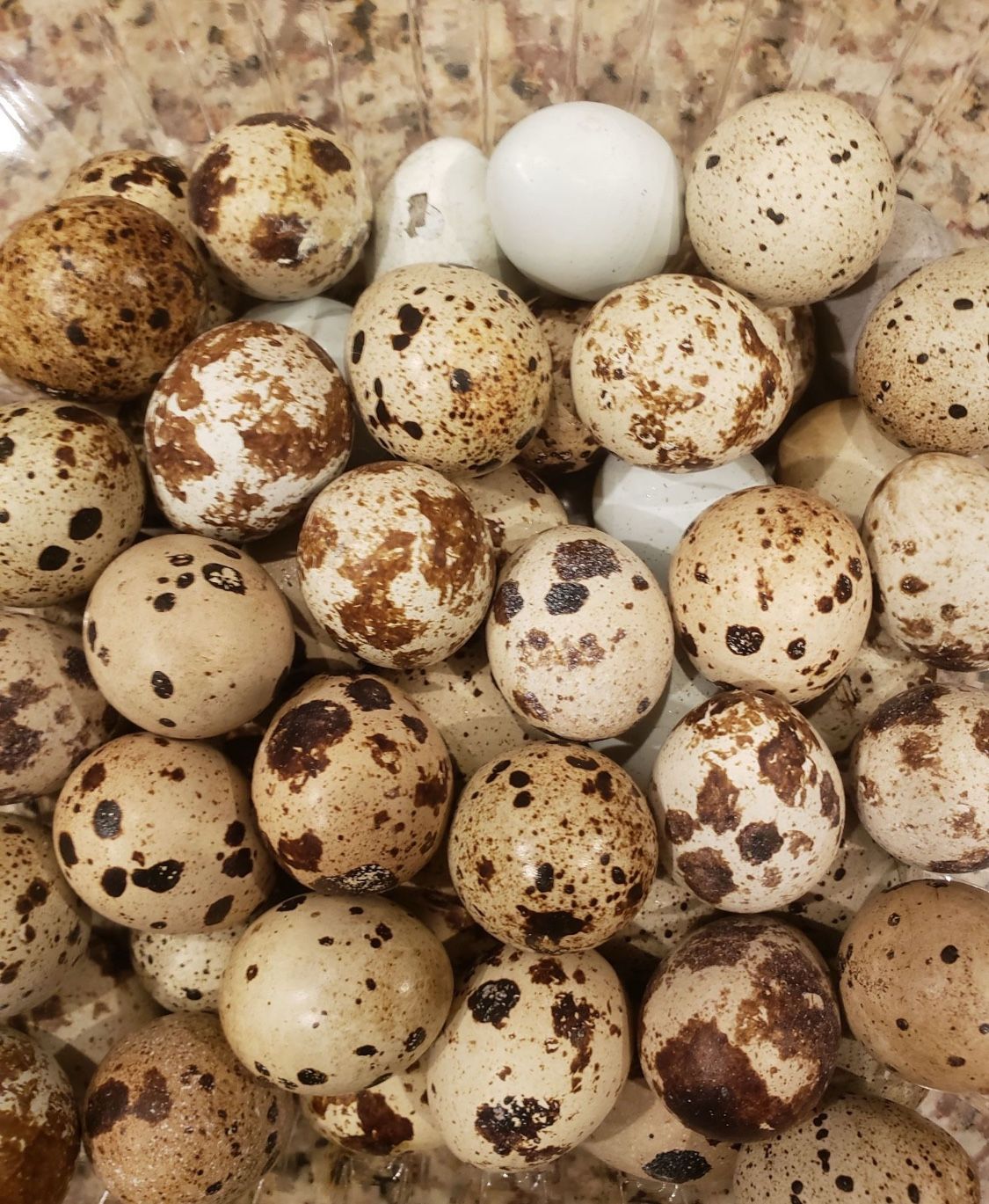 Quail Eggs (organic) Very Healthy Bery High With B12