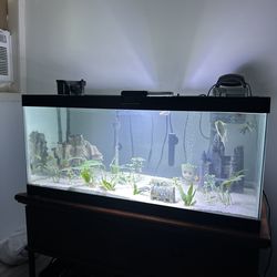 Fish Tanks