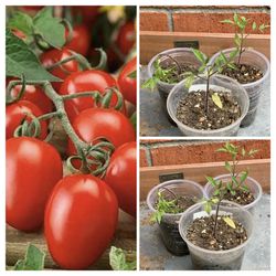 $5 Each Roma Tomato Starter Garden Vegetable Veggie Plants