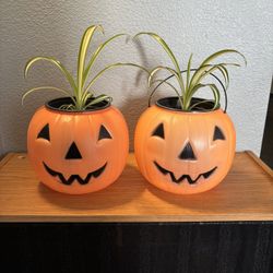  Halloween Pumpkin Planters with Spider Plants! 