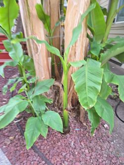BANANA TREES (ORNAMENTAL)