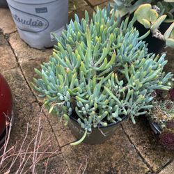 Plant