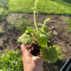 Native Plant: Fringecups (Tellima grandiflora)