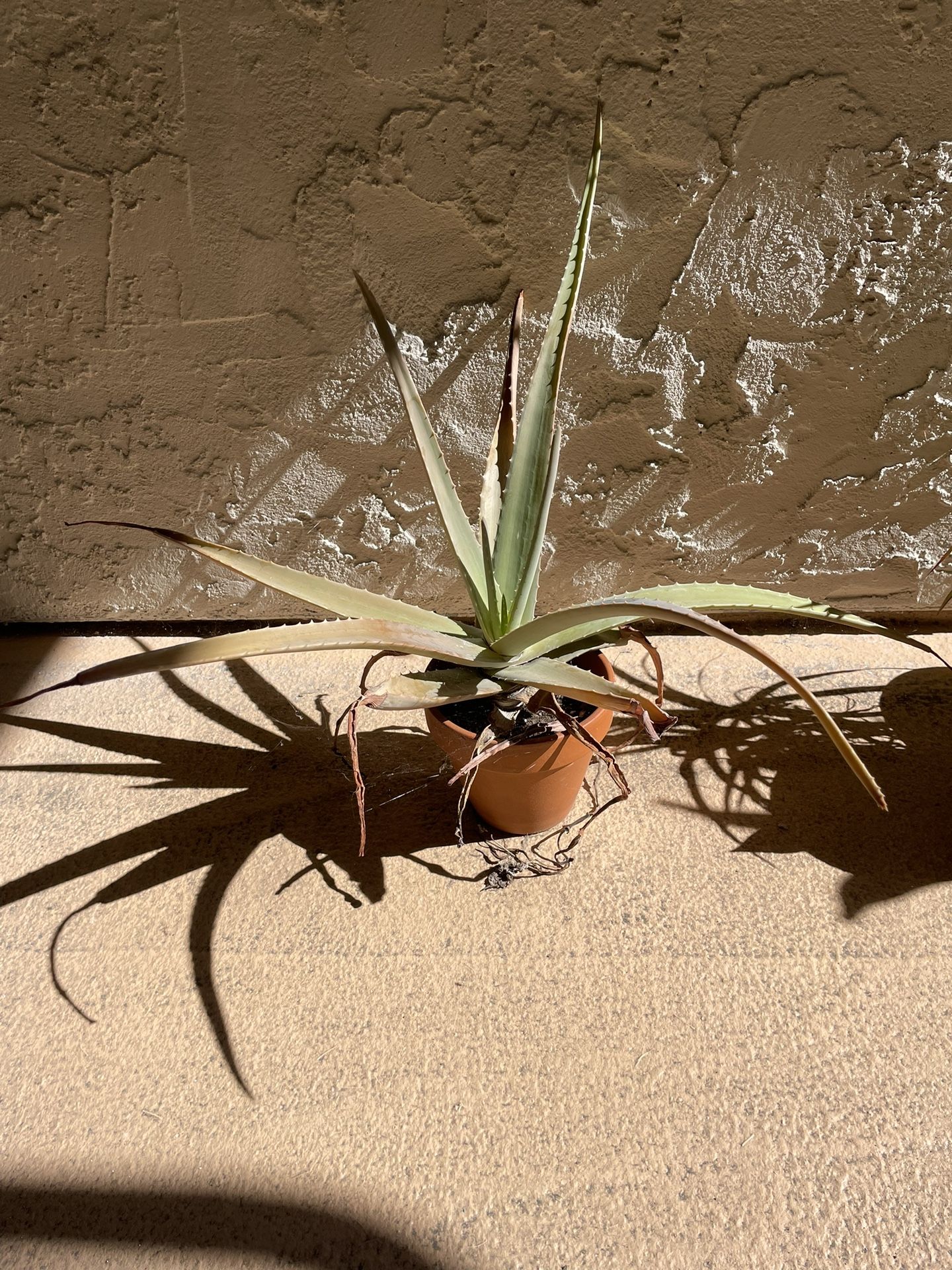 Aloe Vera plant