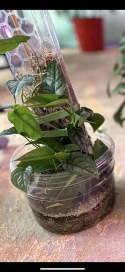 Exotic Plants -philodendron brasil