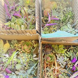 succulent clipping box  $20 each