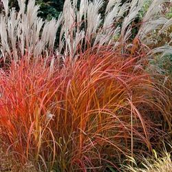 Red Flame Grass