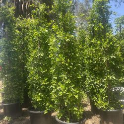 25 Gallon Ficus Nitida Privacy