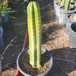 San Pedro Cactus