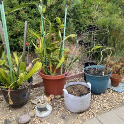 Plant sale!