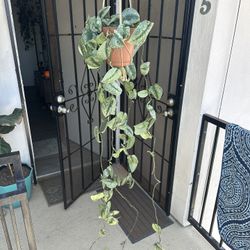House Plant
