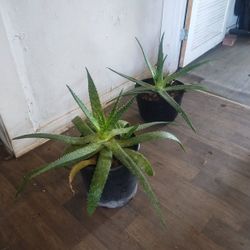 Aloe Vera Plants 