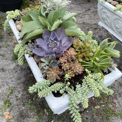 Succulent arrangement (plants)