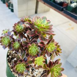 Aeonium Halloween Imported 