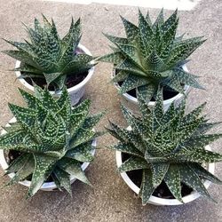 Gasteria Durbon Succulent
