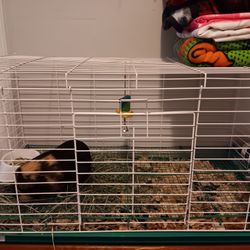 Guinea Pig Cage