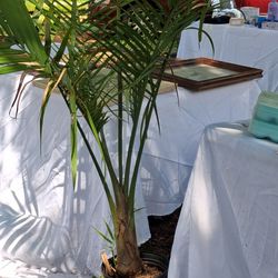Palm