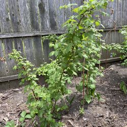 Raspberry  Plant  Established  2Available