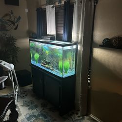 65gal Fish Tank