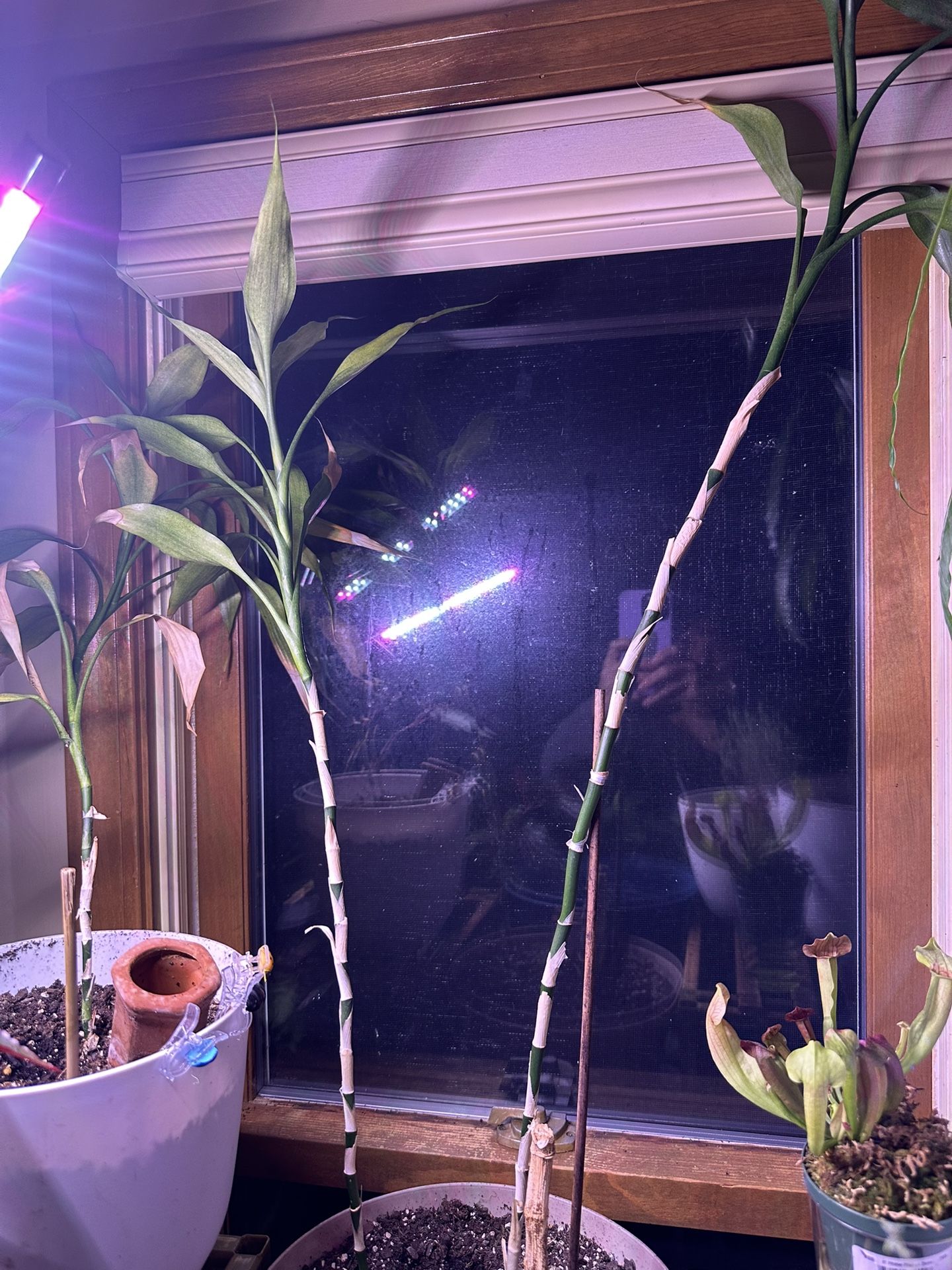 Lucky Bamboo Plants