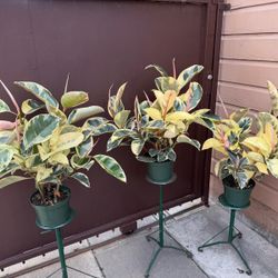 8” xl variegated rubber plant ( price is for each 