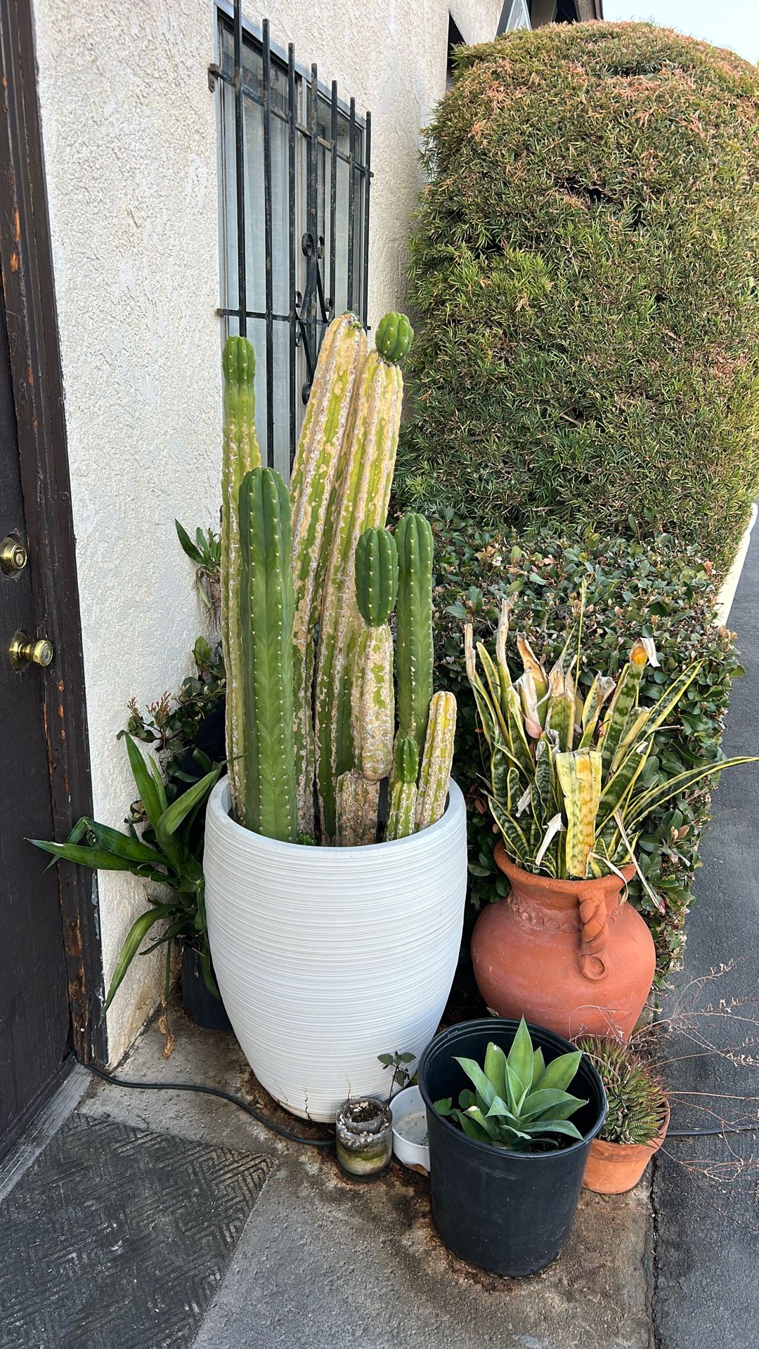 Cactus Plant Ceramic Pot FREE DELIVER
