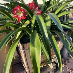 Amaryllis Plants