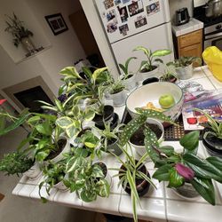 Plants Plants Plants