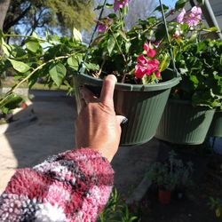 Bugambilia De Dos Colores Rosa Y Morado 