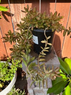 Sedum nussbaumerianum (also classified as Sedum adolphii)