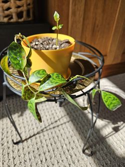 Pagoda Lipstick plant (yellow pot)