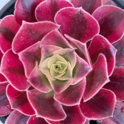 Aeonium Medusa 